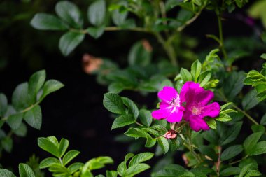Yeşil yapraklı pembe kumsal güllerine yakın çekim ve kopyalama alanı