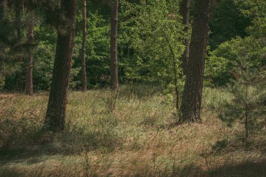 Uzun çam ağaçları ve yoğun otlarla dolu güneşli bir orman..