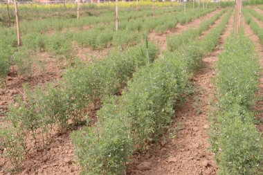 Mercimek çiftlikte hasat için.