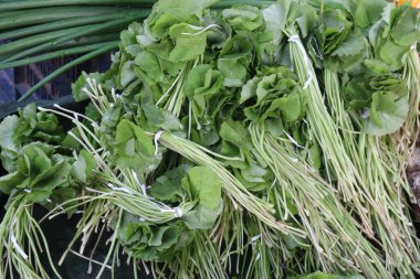 Centella asiatica yaprağı stoku