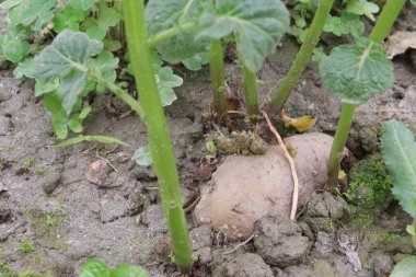 Çiftlikte hasat için patates.