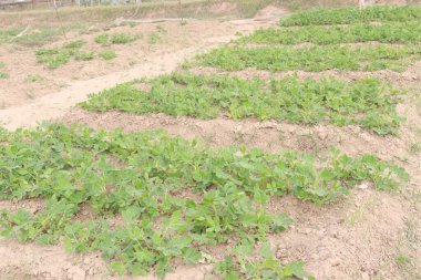 Fıstık ağacının çiftlikteki yakın çekimi nakit ürünüdür.