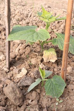 Çiftlikte hasat için salatalık ağacı yetiştirdim.