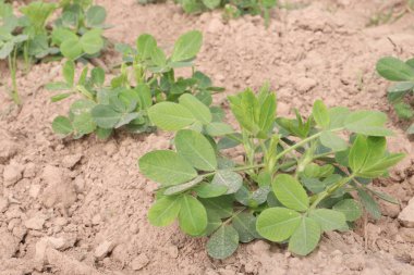 Fıstık ağacının çiftlikteki yakın çekimi nakit ürünüdür.