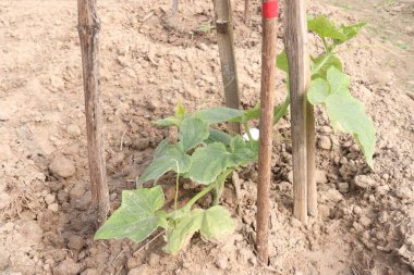 Çiftlikte hasat için salatalık ağacı yetiştirdim.