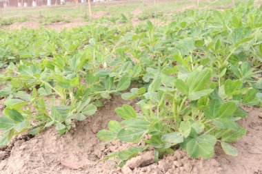 Fıstık ağacının çiftlikteki yakın çekimi nakit ürünüdür.