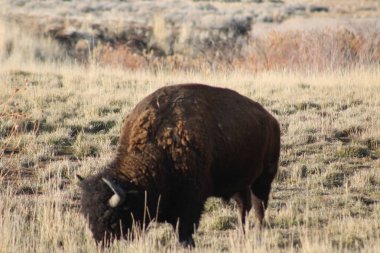 Amerikan Bizonu Çayırda Tek Başına otluyor
