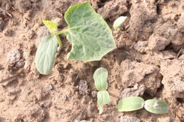 Çiftlikte hasat için salatalık ağacı yetiştirdim.