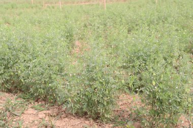 Mercimek çiftlikte hasat için.