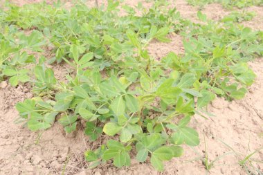 Fıstık ağacının çiftlikteki yakın çekimi nakit ürünüdür.