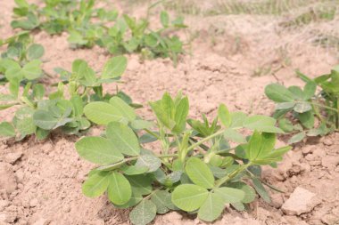 Fıstık ağacının çiftlikteki yakın çekimi nakit ürünüdür.