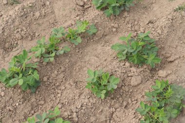 Fıstık ağacının çiftlikteki yakın çekimi nakit ürünüdür.