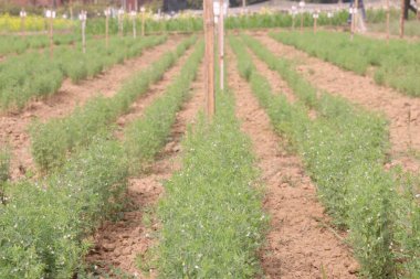 Mercimek çiftlikte hasat için.