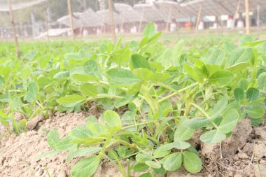 Fıstık ağacının çiftlikteki yakın çekimi nakit ürünüdür.