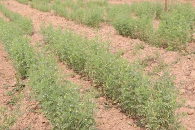 Mercimek çiftlikte hasat için.