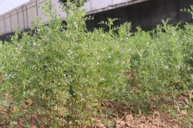 Mercimek çiftlikte hasat için.