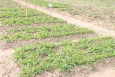 Fıstık ağacının çiftlikteki yakın çekimi nakit ürünüdür.