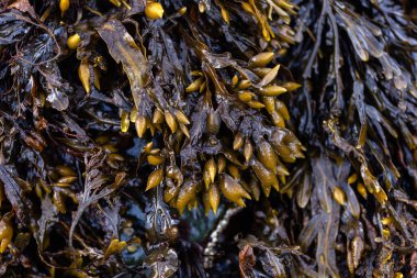 Maine 'in kıyı şeridindeki idrar kesesi kırığına yakın çekim