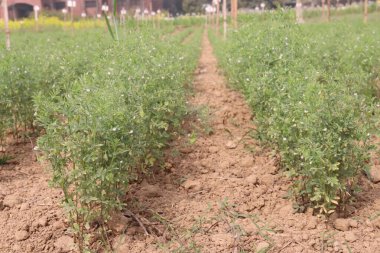 Mercimek çiftlikte hasat için.