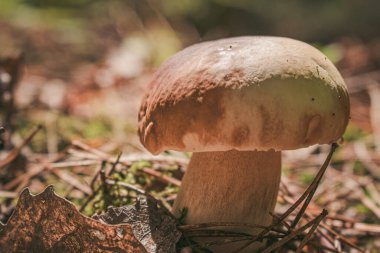 Yumuşak ışıkta beyaz mantarlar ormana yakın çekim yapar..