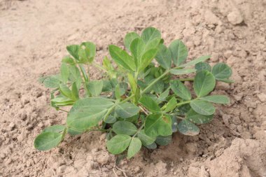 Fıstık ağacının çiftlikteki yakın çekimi nakit ürünüdür.