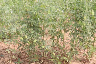 Mercimek çiftlikte hasat için.