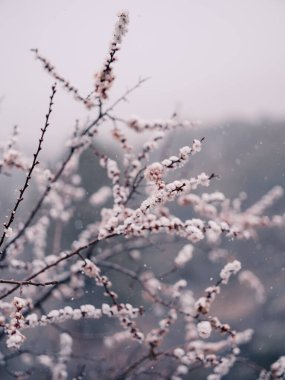 Soğuk bir bahar sahnesinde yağan kara dayanıklı kiraz çiçekleri.