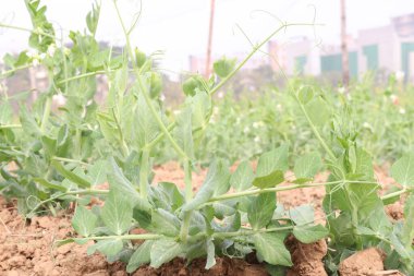 Hasat için çiftlikteki Pisum sativum bitkisi nakit mahsulü.