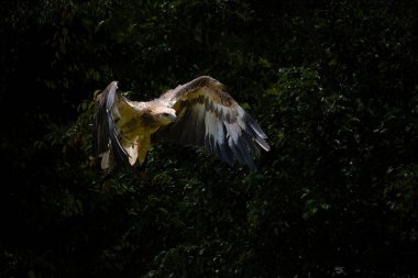 Değişken şahin-kartal, Nisaetus sirhatus, yaklaşın, uçan kartal.