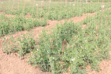 Hasat için çiftlikteki Pisum sativum bitkisi nakit mahsulü.