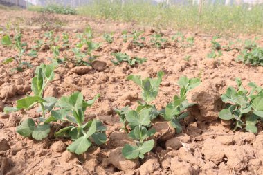 Hasat için çiftlikteki Pisum sativum bitkisi nakit mahsulü.