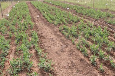 Hasat için çiftlikteki Pisum sativum bitkisi nakit mahsulü.