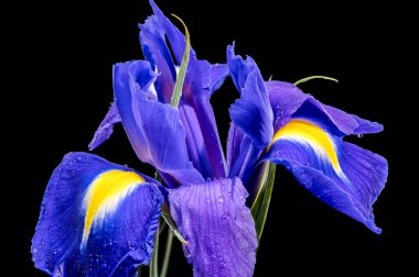 Açık sarı aksanlı ve sabah çiğ tanecikli, çiçek açan mavi bir Hollanda irisinin yakın çekimi. Bu zarif çiçek makrosu, dramatik ve yüksek kontrastlı bir görünüm için koyu siyah bir arkaplanda izole edilmiştir.