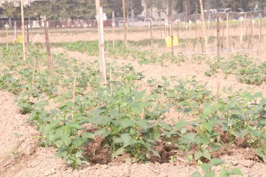 Çiftlikteki ağaçta toplanan fazseolus vulgaris nakit mahsulüdür.