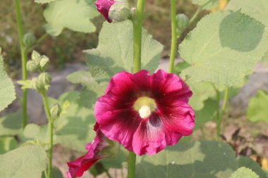 Çiftlikteki Hollyhocks ya da Alcea çiçekleri hasat için nakit mahsuldür. Malvaceae familyasından 80 'den fazla çiçekli bitki türü Asya ve Avrupa' ya özgüdür.