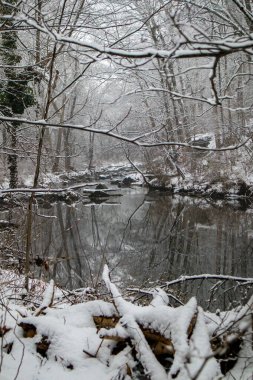 Karlı orman deresi, bir kış günü çıplak ağaçların yansımalarıyla