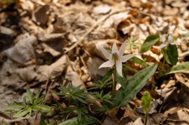 Bahar ormanı alabalığı nilüfer çiçekleri orman zemininde açar.