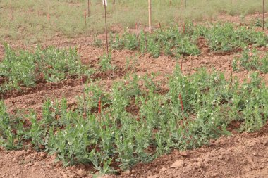 Hasat için çiftlikteki Pisum sativum bitkisi nakit mahsulü.