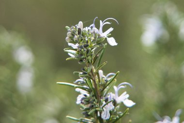 yeşil saplı erkek biberiye çiçekleri