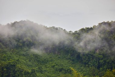 Yemyeşil Dağ Zirvesi Sabah Pusuyla Kaplanmış