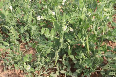 Hasat için çiftlikteki Pisum sativum bitkisi nakit mahsulü.