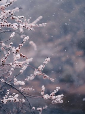 Bahar geçişi sırasında taze karla kaplanmış dallarda narin kiraz çiçekleri beliriyor.