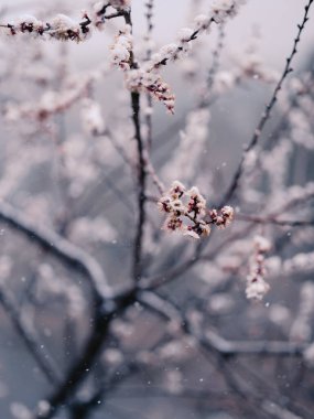 Narin ağaçlar, arka planda bokeh ile soğuk bir bahar karını iterek çiçek açar.