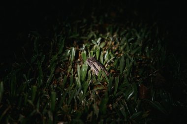 Gece Islak Çimende Küçük Kurbağa, El Silencio Patikası, Kosta Rika