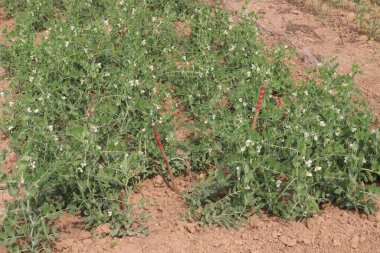 Hasat için çiftlikteki Pisum sativum bitkisi nakit mahsulü.