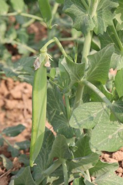 Hasat için çiftlikteki Pisum sativum bitkisi nakit mahsulü.