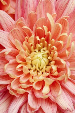 Şeftalili, narin, kasımpatı buketi yakından çek. Yumuşak taç yaprakları, doğal doku, hafif ışık, çerçeveyi dolduran çiçekler, arka plan yok.