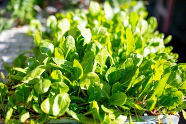 Marul filizlenir ya da filizlenir