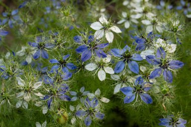 Mavi ve beyaz Nigella Damascena Sis içindeki aşk çiçekleri