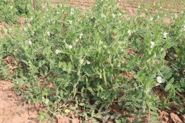 Hasat için çiftlikteki Pisum sativum bitkisi nakit mahsulü.